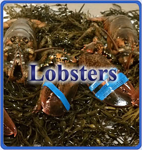 Lobster Program