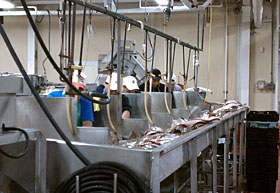 Tichon Fish Cutting Plant